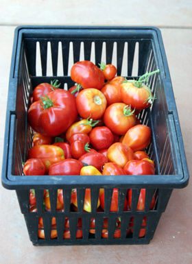 Urban Platter Passata di Pomodoro - Italian Tomato Puree 420g [Grown and  Processed on The Fertile Lands of Gargano Italy, Preservative Free, Jain